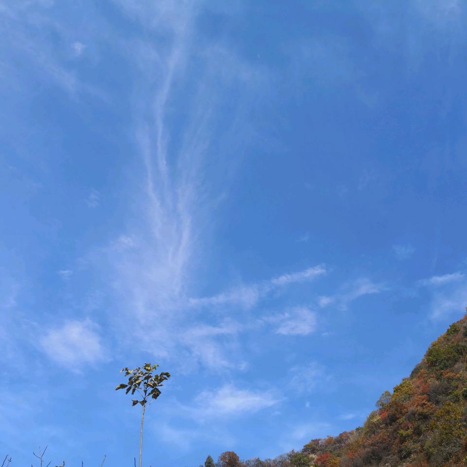 苍狼啸月