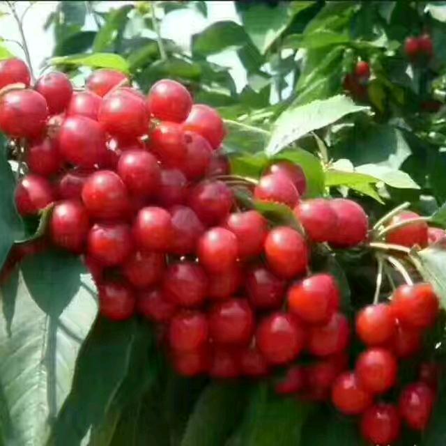 好心态的王
