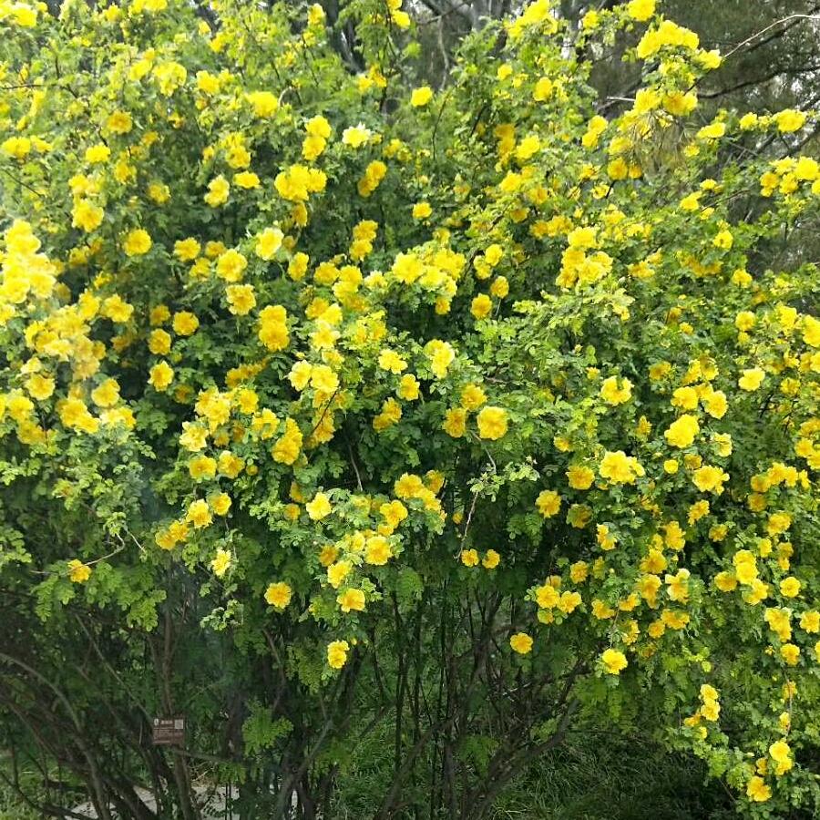 莓