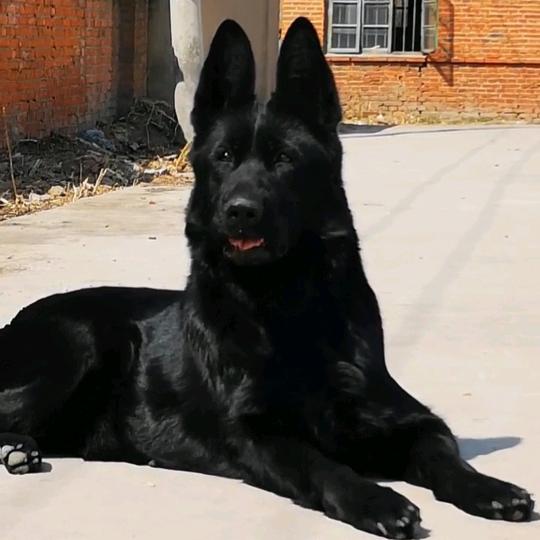 旭升犬业.