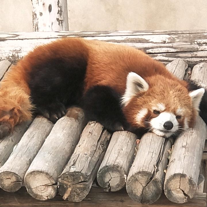 酣睡的熊