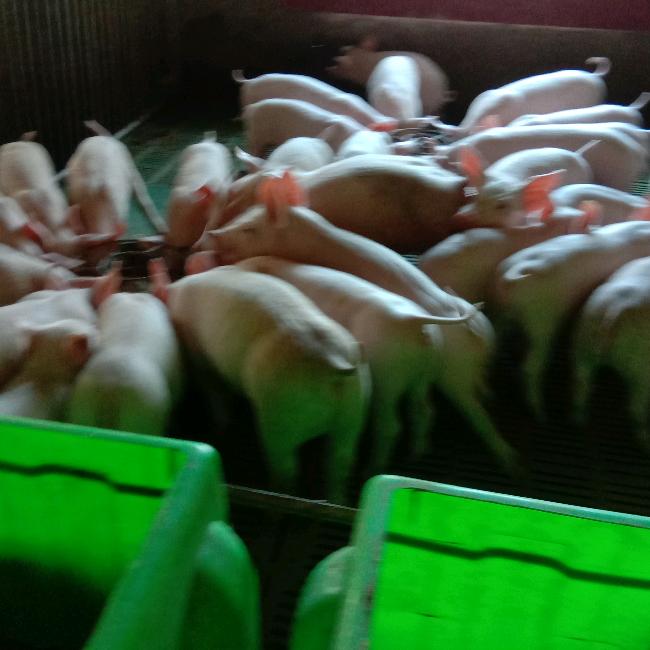 创业先锋队养猪版