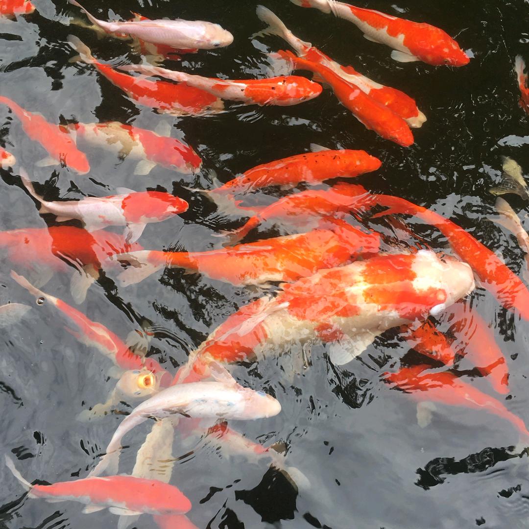 南星