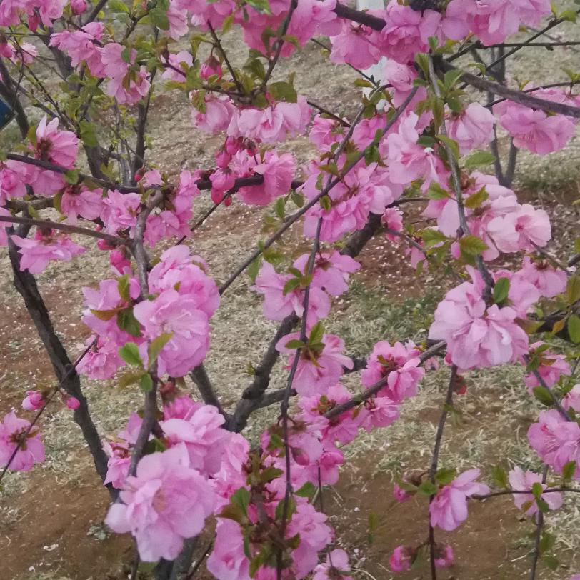 小草