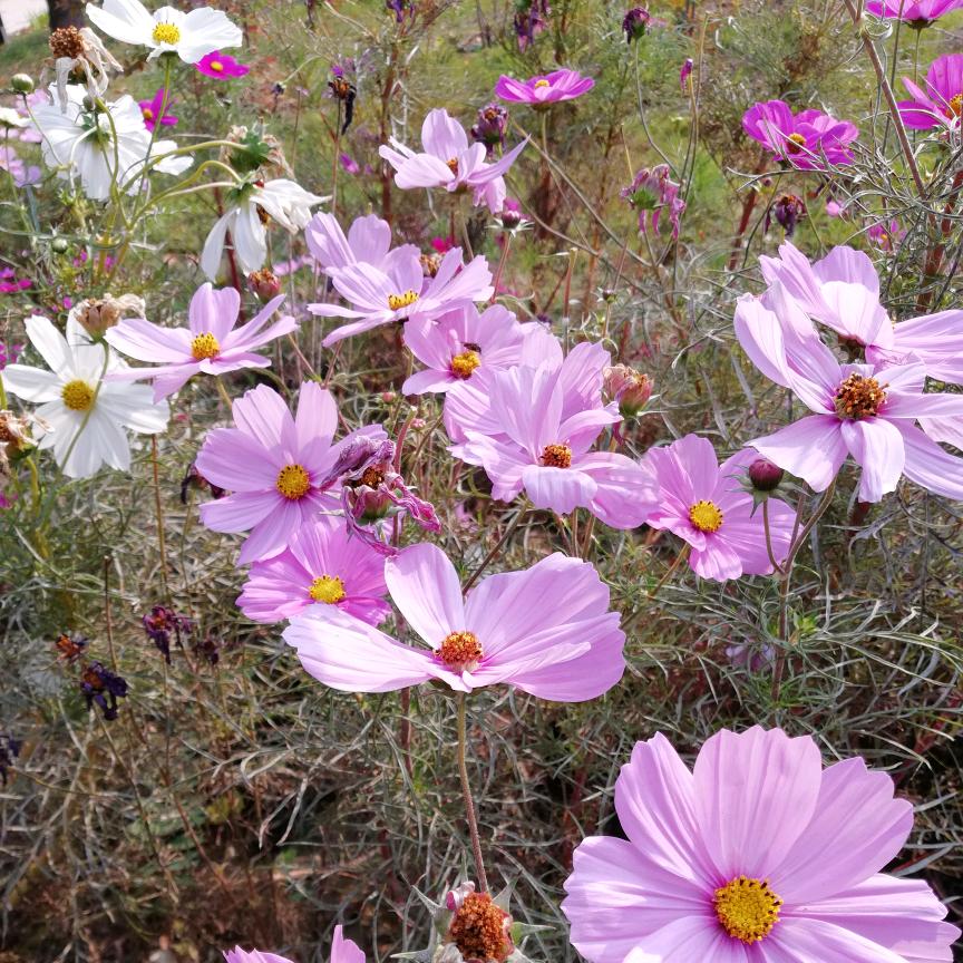 ❄️雪花飞舞❄️手机拍