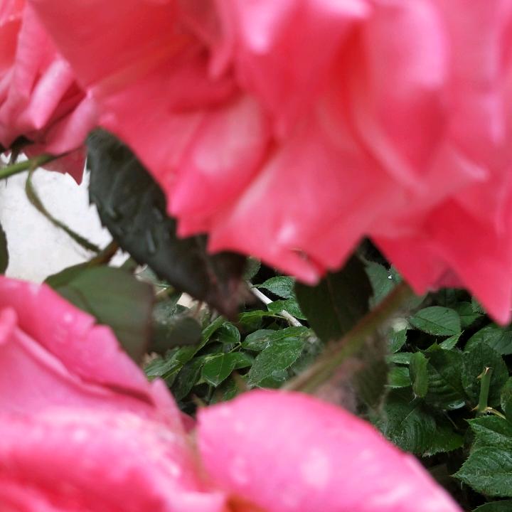 随缘