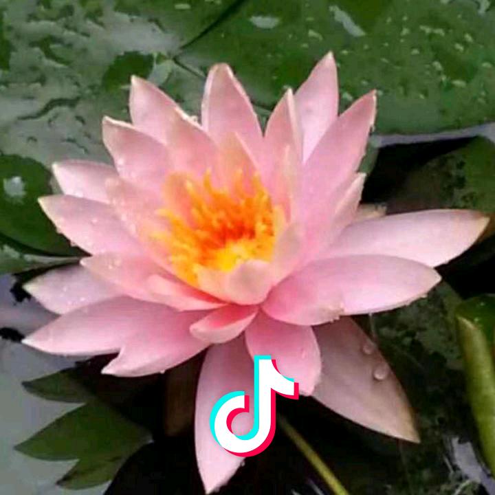 玲