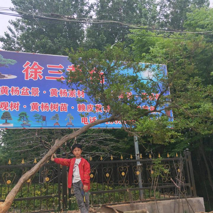 沭阳县庙头镇徐三苗木场