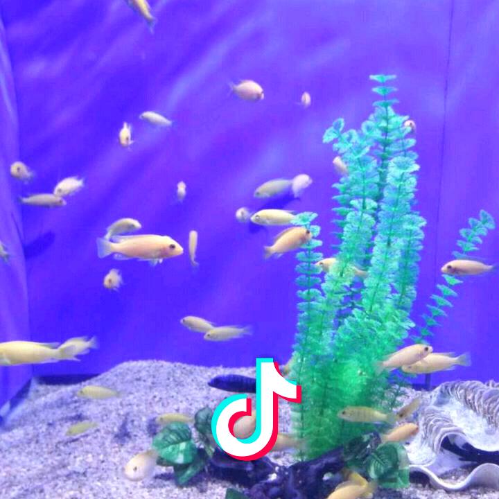 幸运宝贝