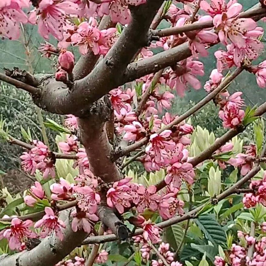 云卷风舒