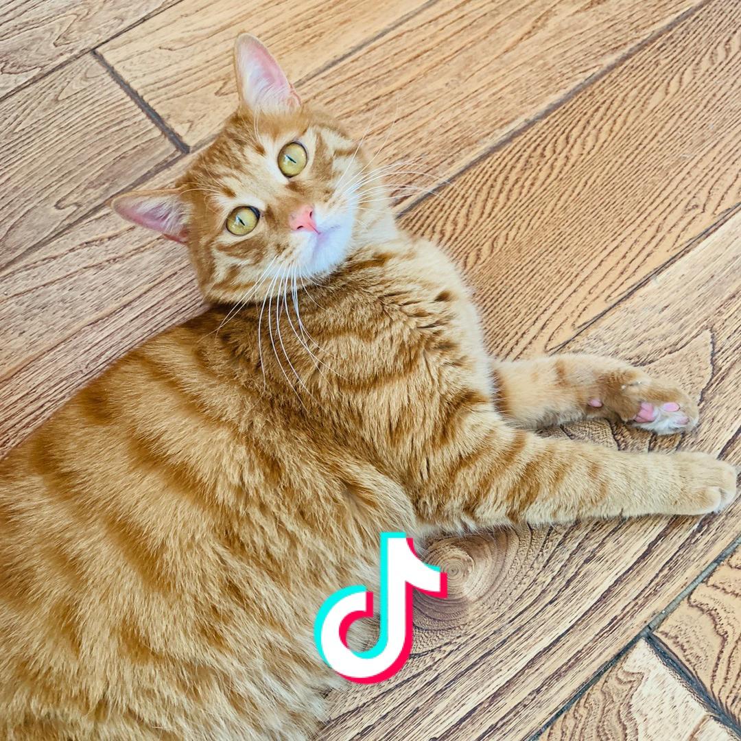 大屁窜天猴🧚🏻‍♀️