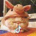小钢镚儿