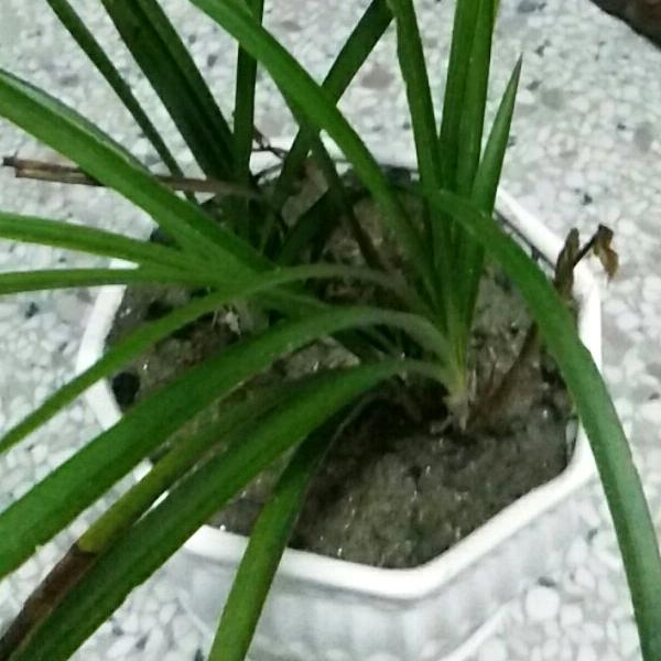驼鸟
