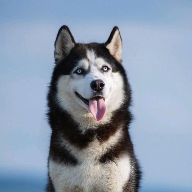 四季平安(ღ˘⌣˘ღ)