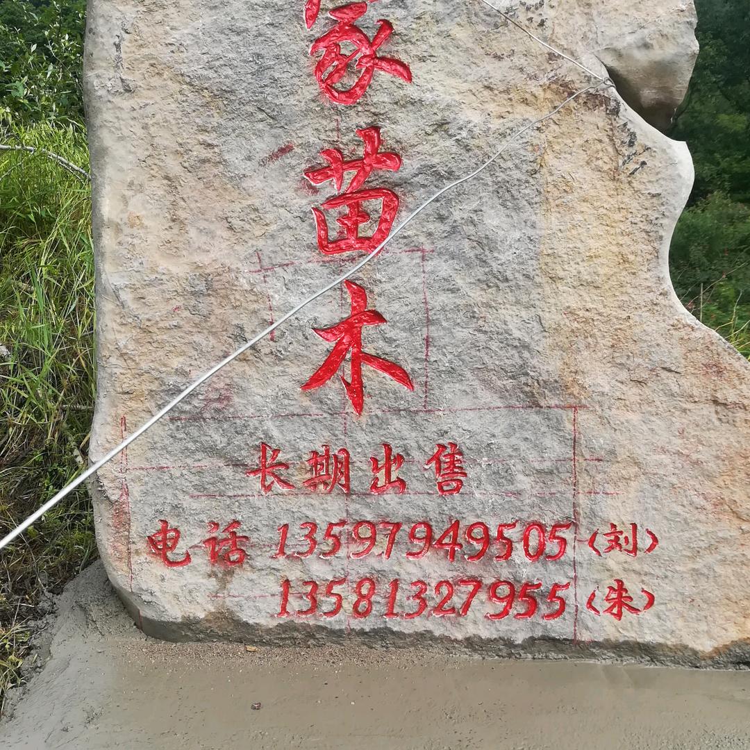 金弹子苗木