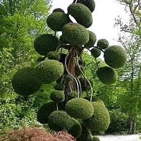 鄢陵县 蓝雨造型树园艺