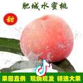 知丰蜜薯