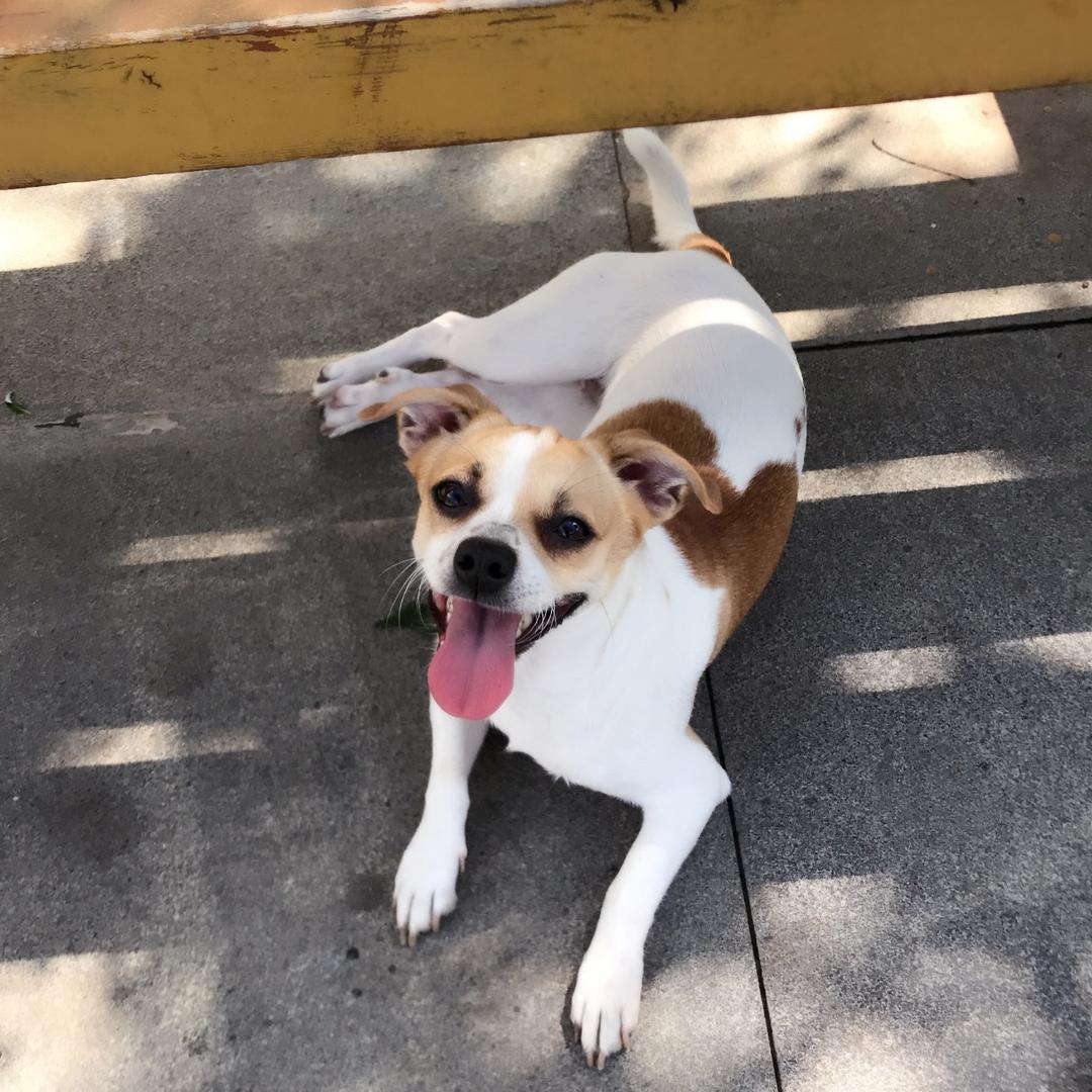 可爱的乐乐🐶