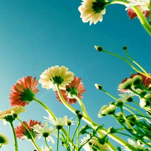 花瓷