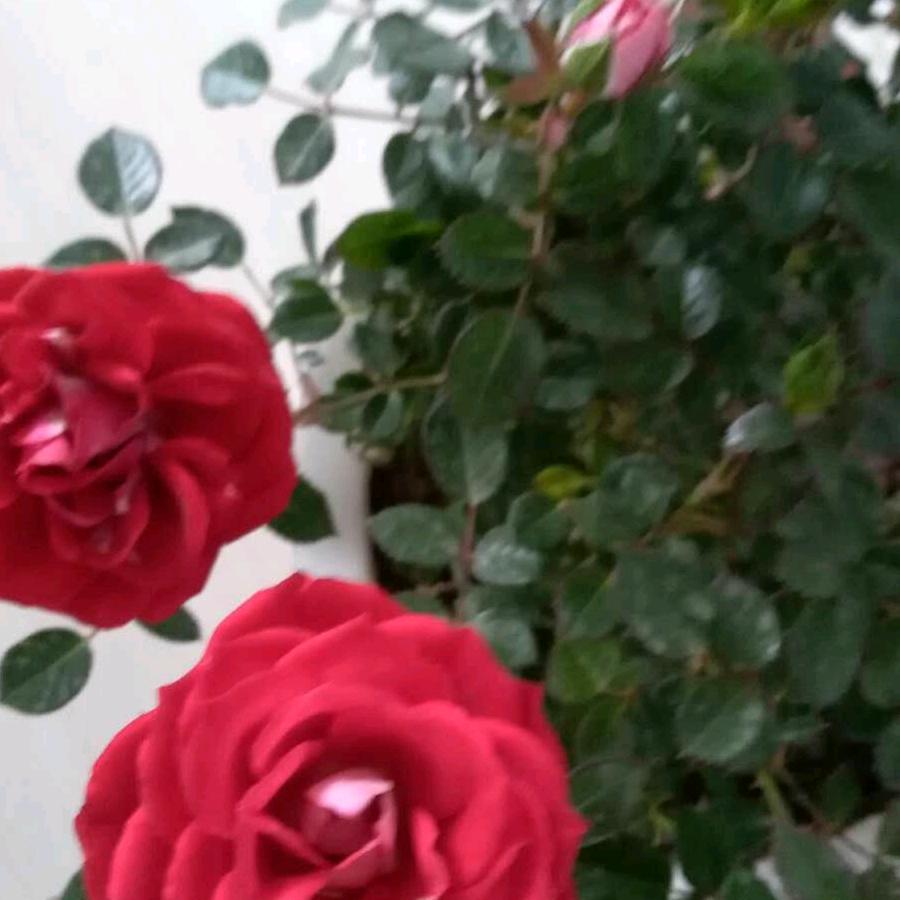 花好月圆