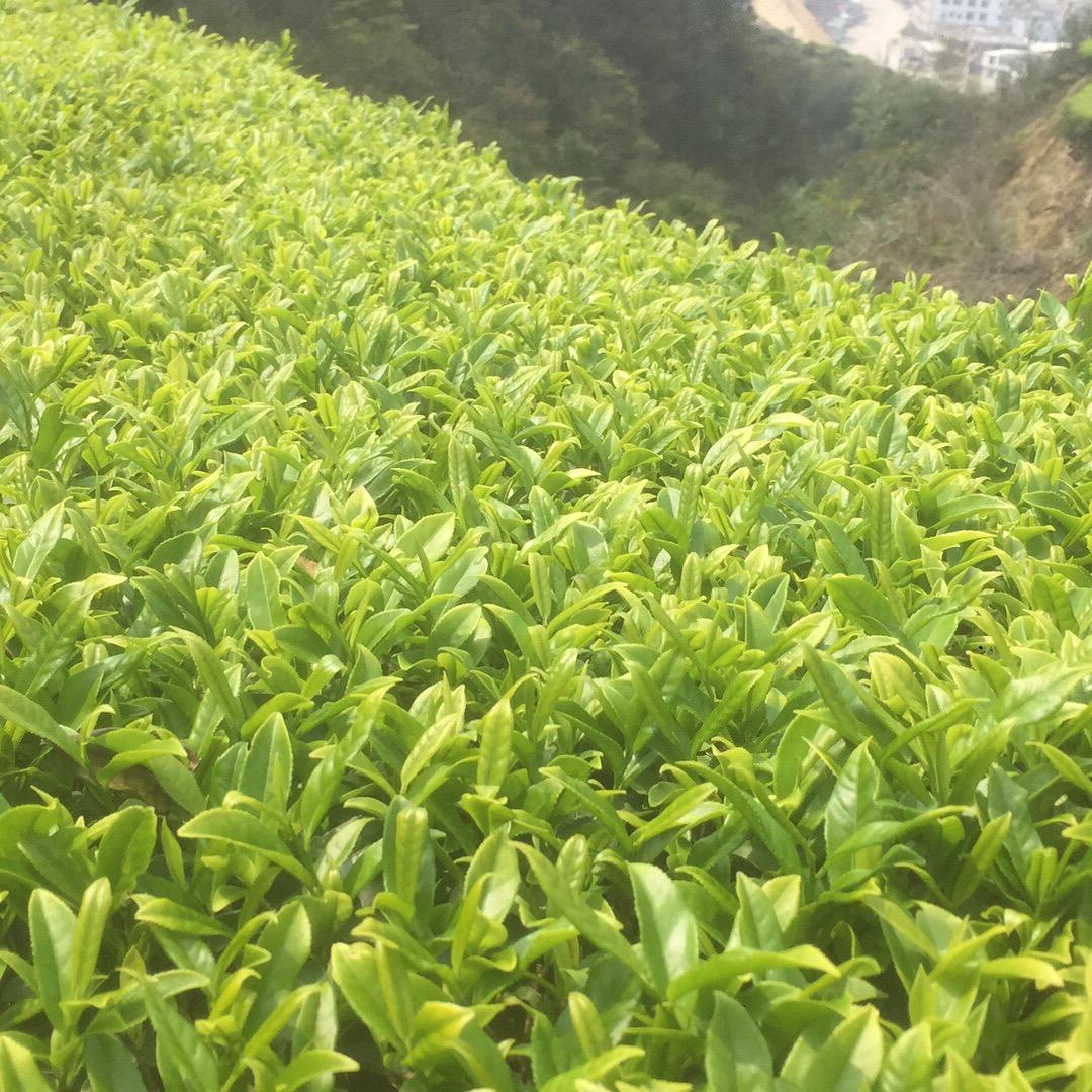 赤坑黄旦
