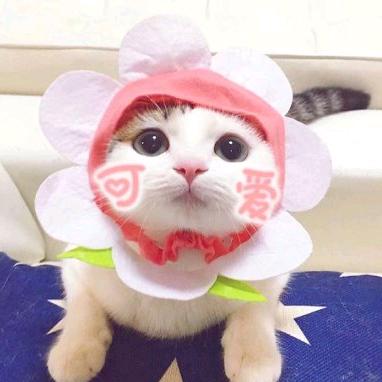 微笑桃花花飞舞
