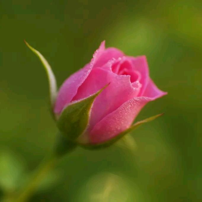 🌺️春暖花开🌺️