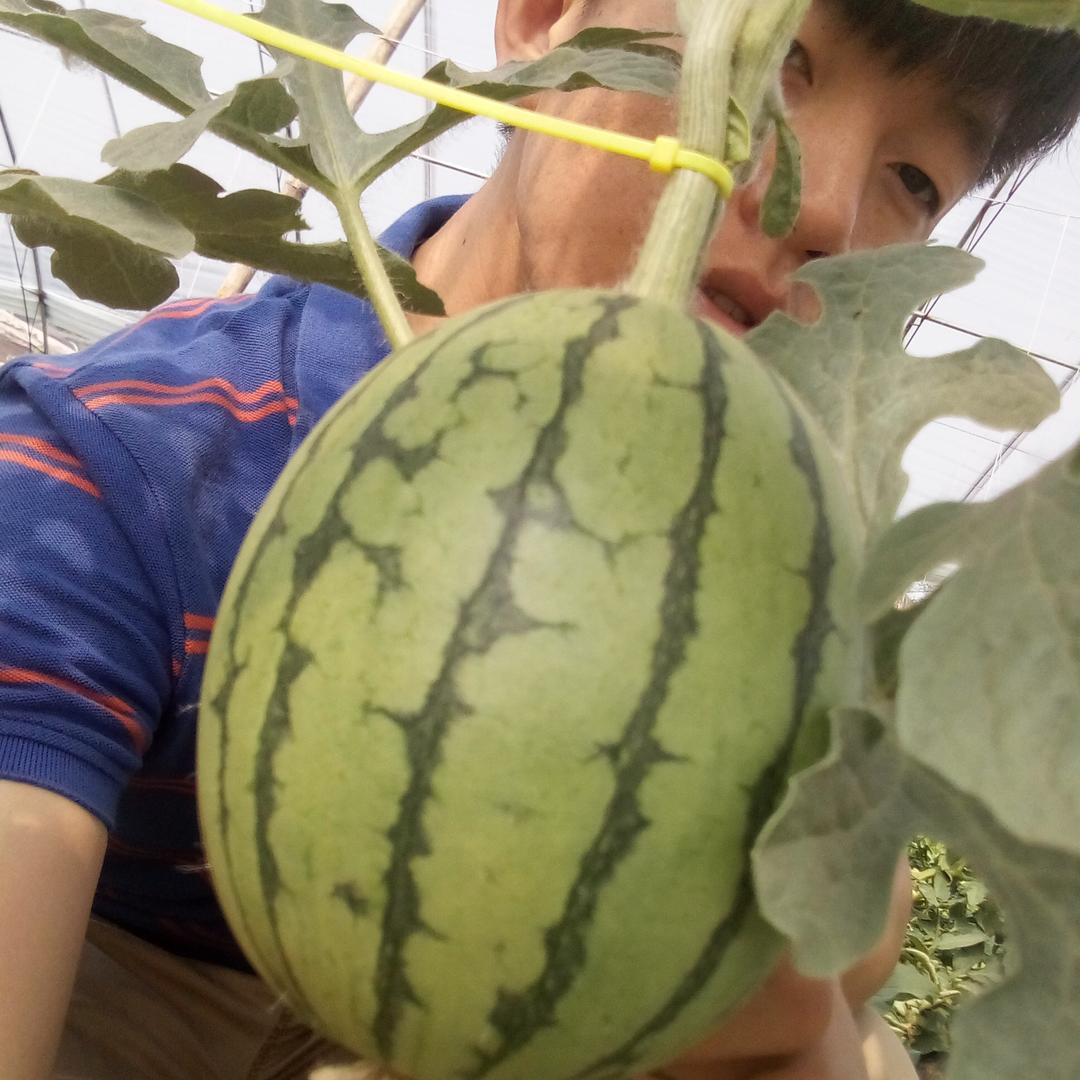 老王西瓜laowangxigua