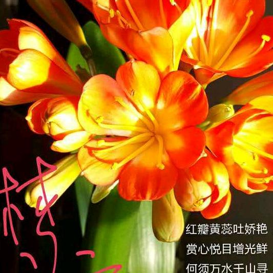 阿敏（橱窗有好物）
