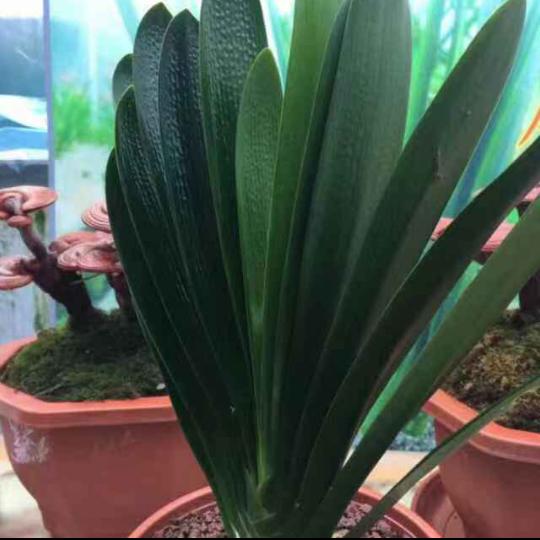 淼淼君子兰花卉