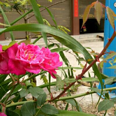 舞步代健康，✌健康就是快乐😊✌(̿▀̿