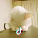 柯基是只小短腿好咩！