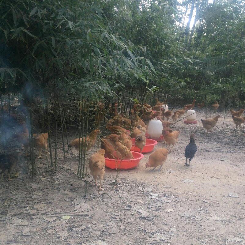陈高兴