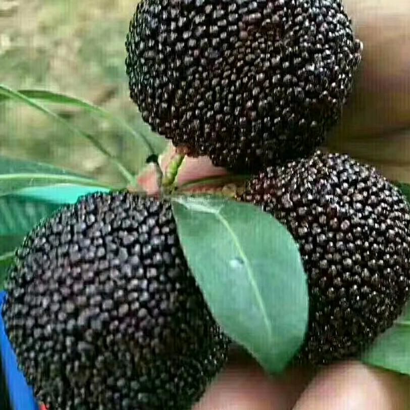 金灶娜姐高山杨梅自摘园