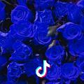 梦幻蓝玫瑰