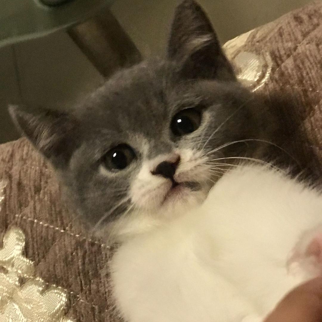 新博盛