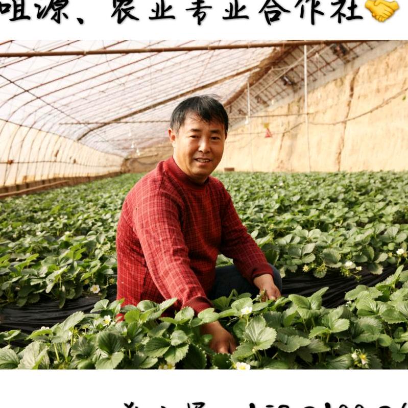 郑小军一铜川市马咀源农业专业合作社