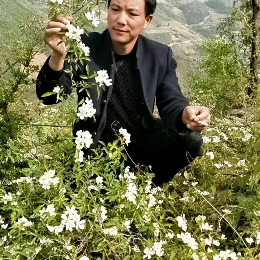 白牡丹