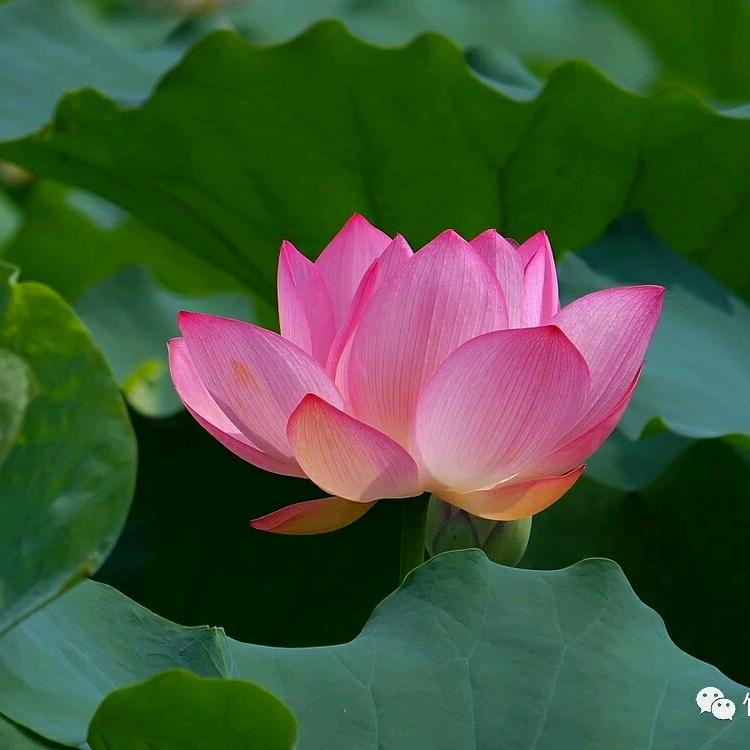 名字好听