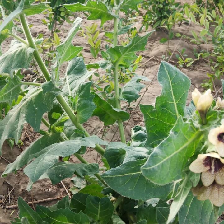 用户5633936140945芙蓉
