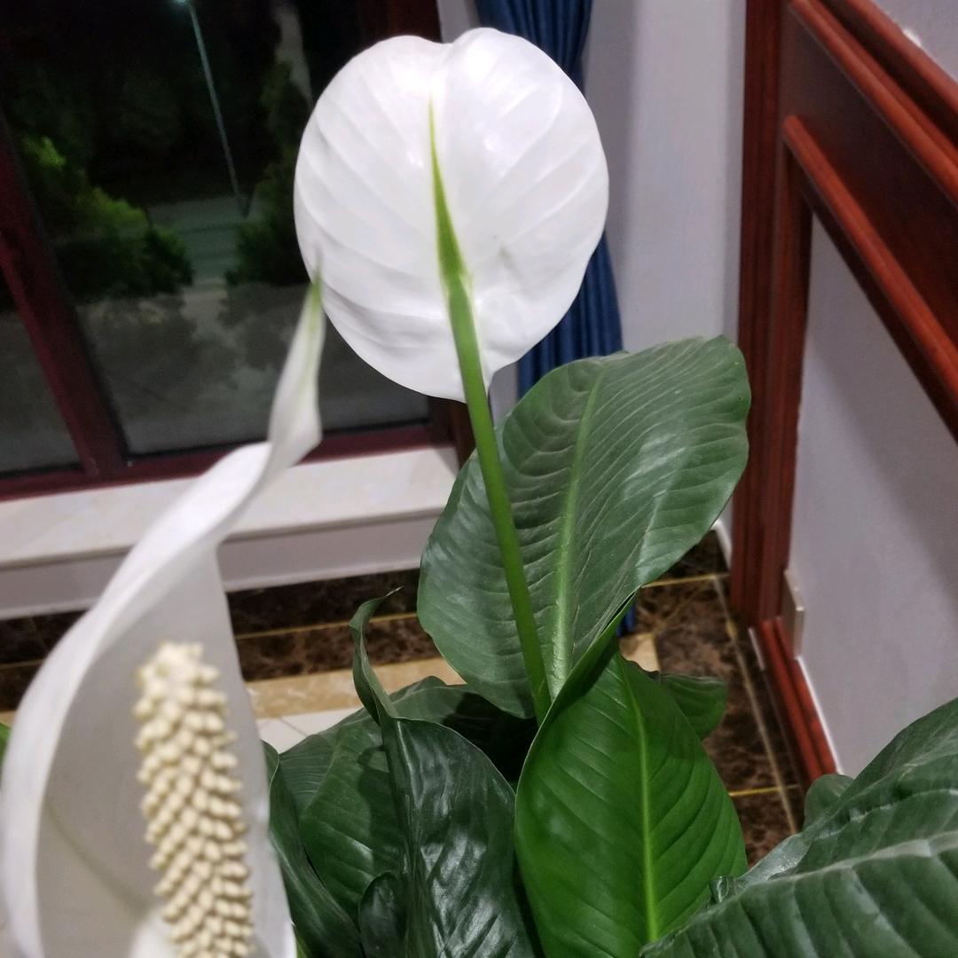 平平安安