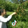 小草