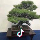 南方