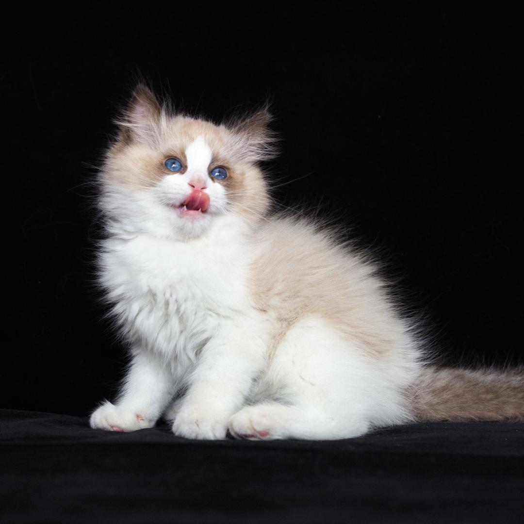 抠脚大叔🐱 （天成宠物）