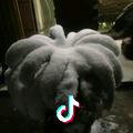小聂