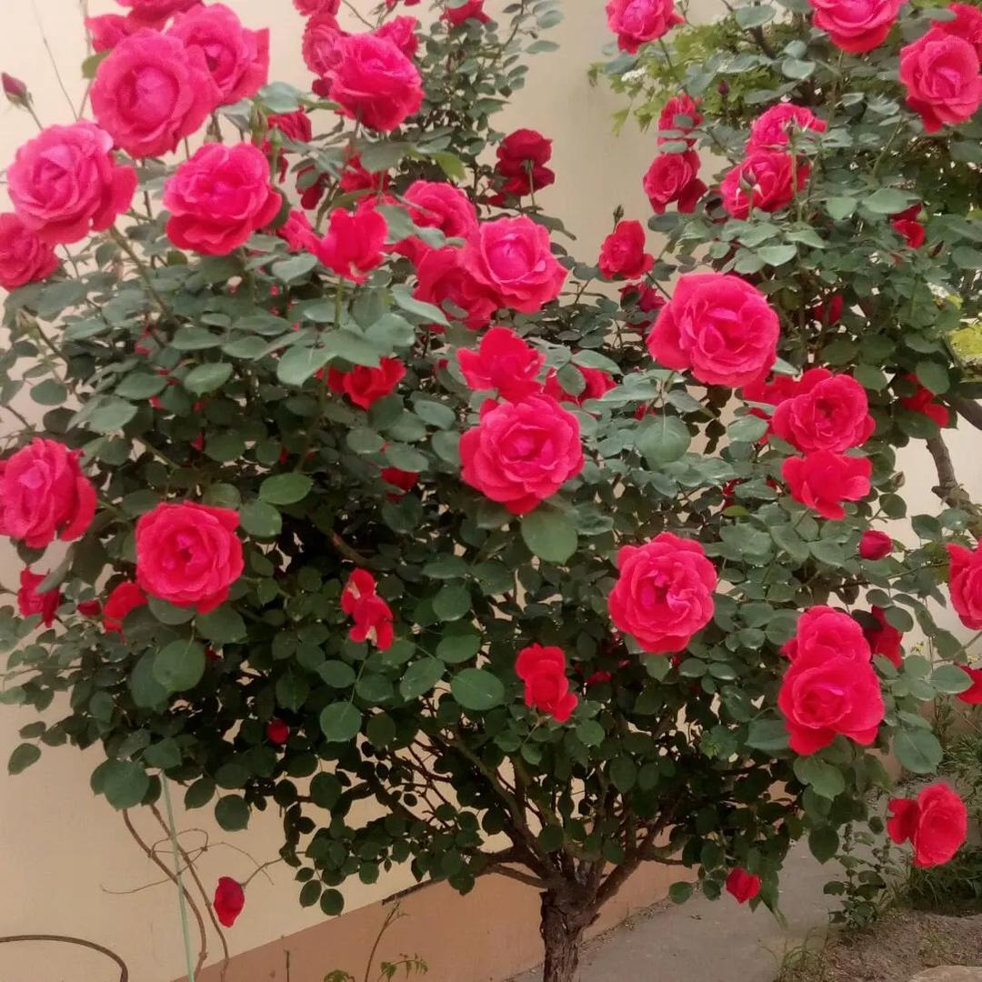 静观花开