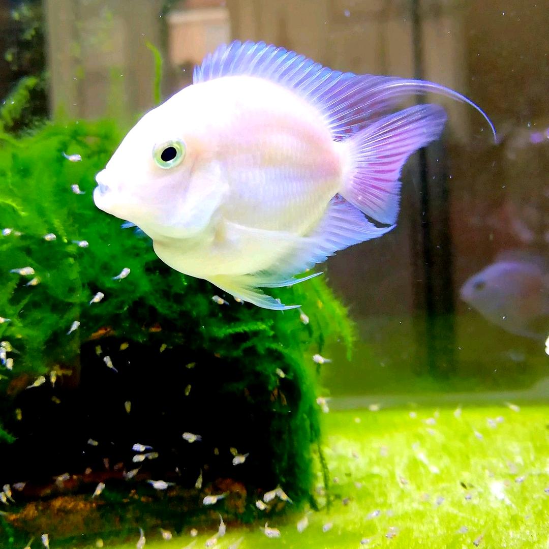 桃心❤️迷你鹦鹉鱼❤️琉璃