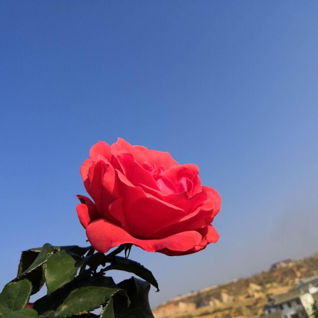仙人掌🌵