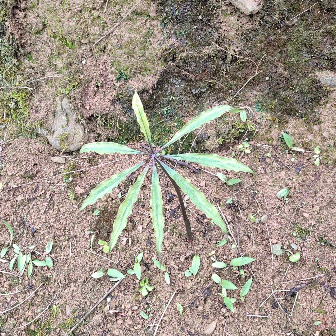 伤你的心