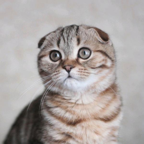 新知小秘探@抖音